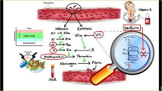 Anticoagulants and Antiplatelet Agents [upl. by Einattirb]