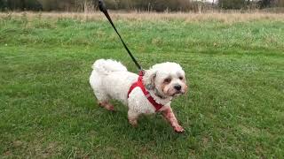 A Rain Dance in the Park With Milo The Cutest Puppy in the World [upl. by Lowe780]