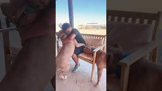 Just slobbering and kisses slobs kissing xlamericanbully familyvlog brothers xlbully kids [upl. by Wrightson]