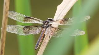 Dragonflies and Damselflies  Postcard From Texas [upl. by Roselia]