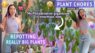 HUGE PLANT REPOTTING 💪🌿🤩 Philodendron giganteum Ficus Alocasia 🌟 Lets do some houseplant chores [upl. by Aihsetal]