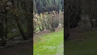 Les fleurs les feuilles jaunes lherbe verte en novembre nature suisse garden village travel [upl. by Annoled]