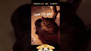 Paroles de chats chatdrole chat pourtoi foryou funny funnyshorts funnycats funnyvideo [upl. by Mccarthy]