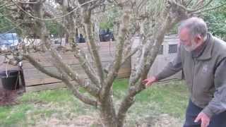 How to prune figs in a cool climate for first breba crop fig production [upl. by Bartolome446]