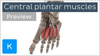 Functions of the central plantar muscles of the foot preview  Human Anatomy  Kenhub [upl. by Lehcem]