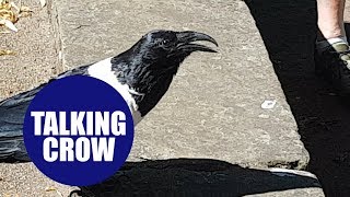 Crow which bizarrely asks bypassers You alright love  in Yorkshire accent [upl. by Ainerbas]