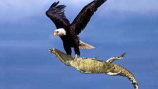 The Best Of Eagle Attacks 2018  Most Amazing Moments Of Wild Animal Fights Wild Discovery Animals [upl. by Long]