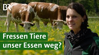 Drohender Getreidemangel Gras als Tierfutter für Milchkühe  Heumilch  Käse  Unser Land  BR [upl. by Carlina170]