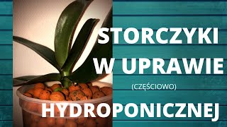 Jak uprawiać storczyki w keramzycie Uprawa hydroponiczna storczyka [upl. by Iral]