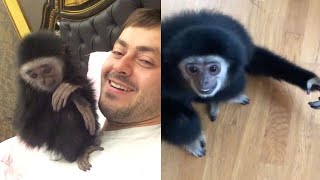 Man Lives With His Two Pet Gibbons [upl. by Enaira]