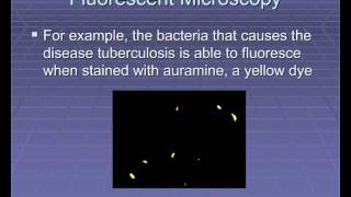 Microscopic Microbiology Part 2 [upl. by Ahseenat845]