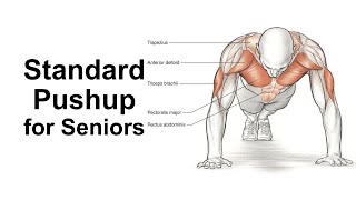 Standard Pushup Workout for Seniors [upl. by Nawor715]