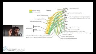 PLEXO LUMBOSACRO ANATOMIA FACIL [upl. by Pirri364]