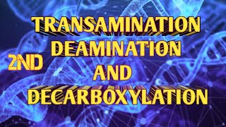 TRANSAMINATION DEAMINATION AND DECARBOXYLATION  PROTEIN METABOLISM PART 2ND  Acf Zoology  Bsc [upl. by Alakcim]