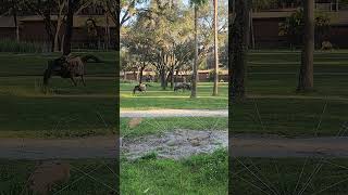 The Wildebeest at Disneys Animal Kingdom lodgewildanimalsafricananimalswildebeastwildebeests [upl. by Muriel108]