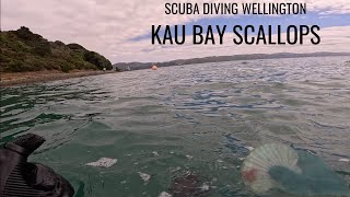 SCUBA DIVING WELLINGTON KAU BAY SCALLOPS [upl. by Kieran]