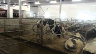 Loges tout confort pour les vaches [upl. by Lotty]