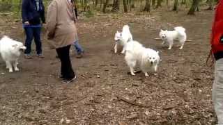 weiße Großspitz Familie trifft Samojeden Mädchen im Wald Flughafensee in BerlinTegel [upl. by Burget]