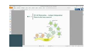 Immunology Lecture Series 30 B cell maturation and activation Part 1 [upl. by Halehs529]