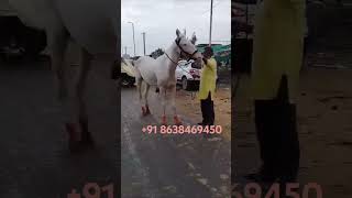 White Horse whitehorse horseridingschool indianhorse horseriding horse india assam [upl. by Gotcher]