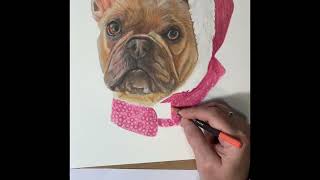 Drawing Eddie amp Honey in coloured pencils ✏️frenchbulldogs [upl. by Airpal]