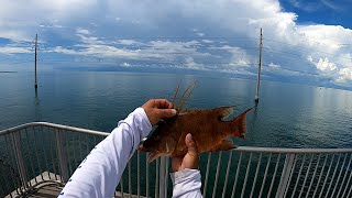 Mi Ultima Pesca en los PUENTES de los CAYOS Florida Florida keys [upl. by Alin441]