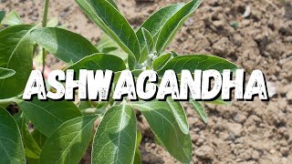 Ashwagandha Guia Completo Sobre Essa Planta [upl. by Aimas]