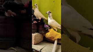 Best quality Andhra pigeon top flying pigeon pigeon viralvideo subscribe 0M77🇮🇳❣️ [upl. by Nylsirk]