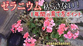 今が植え替え適期【ゼラニウム】枯らさない！1年間の育て方ポイント、寄せ植え作り、越冬株の植え替え🌺How to grow Pelargonium for one year [upl. by Ojadnama]