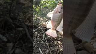 Pesca de tilapia con lombriz y UL [upl. by Nnave]