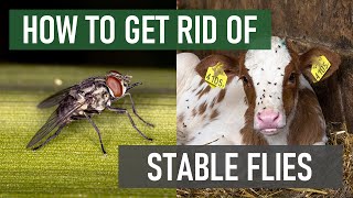 How to Get Rid of Stable Flies [upl. by Dolli]