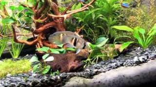 Keyhole cichlid after spawning [upl. by Pyle120]