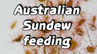 Australian carnivorous plant gets flies  food timelapse [upl. by Sanchez]