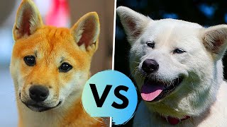 Akita Inu vs Shiba Inu Difference [upl. by Alleyn895]