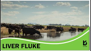 Liver Fluke Discussion  South Africa [upl. by Bolen473]