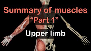 UPPER LIMB MUSCLES 26  SHOULDER REGION [upl. by Atteniuq]