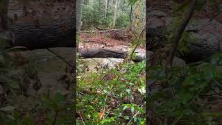 Large tree broken by flooding Gragg Prong chiefsholsters helene helendamage hiking wnc [upl. by Melonie]