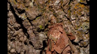 🐛 Bagworm Moth Case Moth  moving up Casuarina trunk [upl. by Addiel]