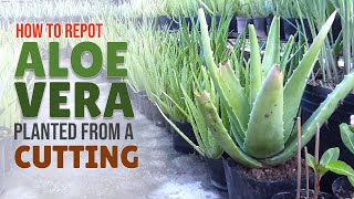 How To Repot an Aloe Vera Planted from a Cutting [upl. by Eckhardt]