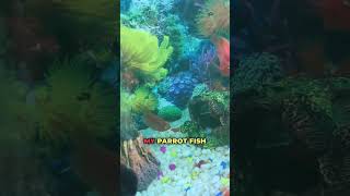 Oscar Fish Fighting Parrot Fish  Oscar Tank Setup [upl. by Menendez]