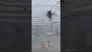 She’s quacked 🫠funny wildlife shorts youtube [upl. by Roscoe784]