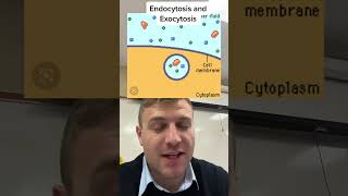 Endocytosis vs exocytosis [upl. by Kcirddehs541]