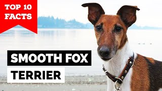 Smooth Fox Terrier  Top 10 Facts [upl. by Dyl]