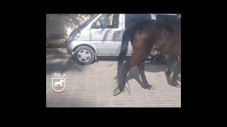 fibrotic myopathy in horses [upl. by Ogir678]