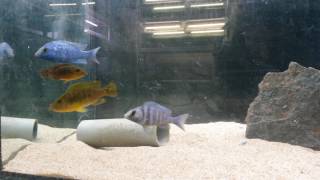 Placidochromis sp phenochilus Tanzania et Abactochromis labrosus [upl. by Imogen]