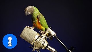 Funny BIRDS amp PARROTS Talking and Singing [upl. by Penrod466]