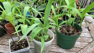 Update on Bletilla striata Ground Orchid Bulbs [upl. by Jola]