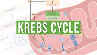 The Krebs Cycle  Molecular and Cell Biology [upl. by Oiril833]