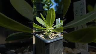 Pachypodium brevicaule ssp leucoxanthum 🌱 fromseed garden gardening greenhouse plants nature [upl. by Chien]