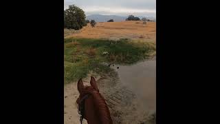 The first water crossing on Rons third trail ride involving water He was great [upl. by Roberto]